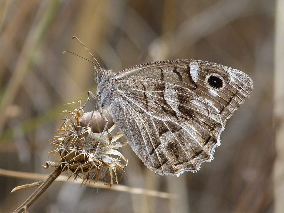 Butterfly, Grey Butterfly, Dry Flower, Hipparchia Statilinus, - Hipparchia - HD Wallpaper 