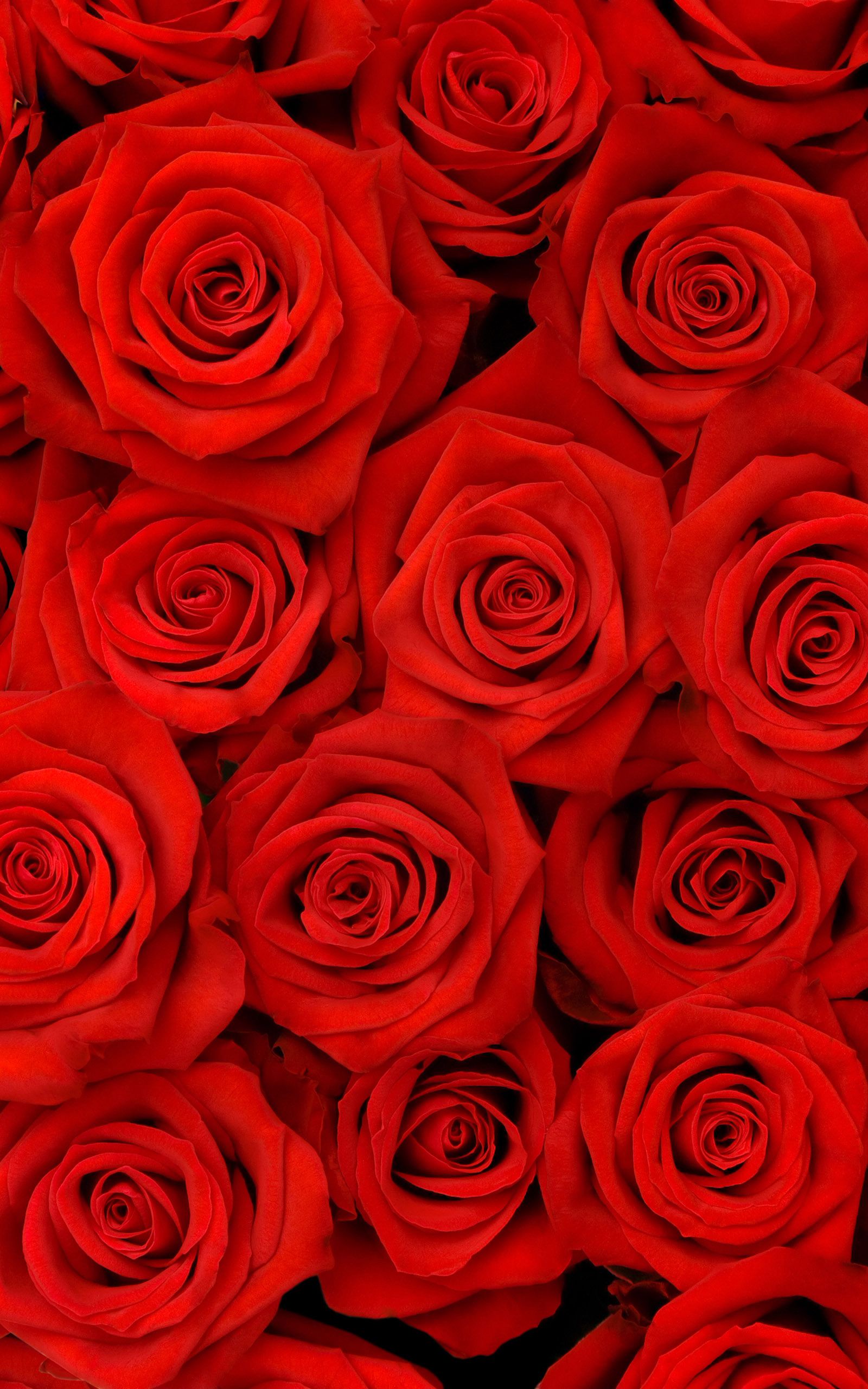Red Roses Wallpaper Phone - HD Wallpaper 
