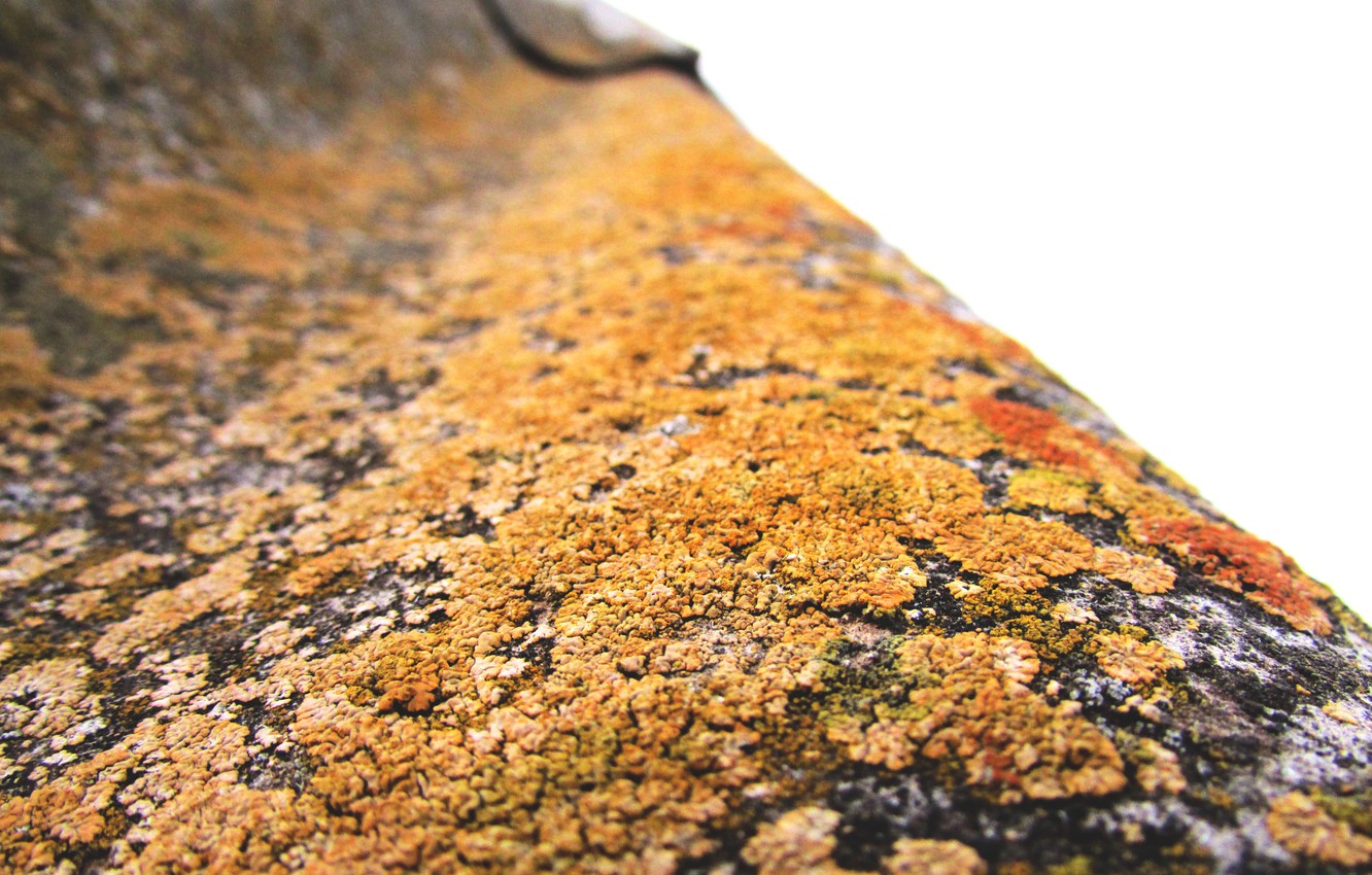 Photo Wallpaper Roof, Slate, Macro, Moss - Close-up - HD Wallpaper 