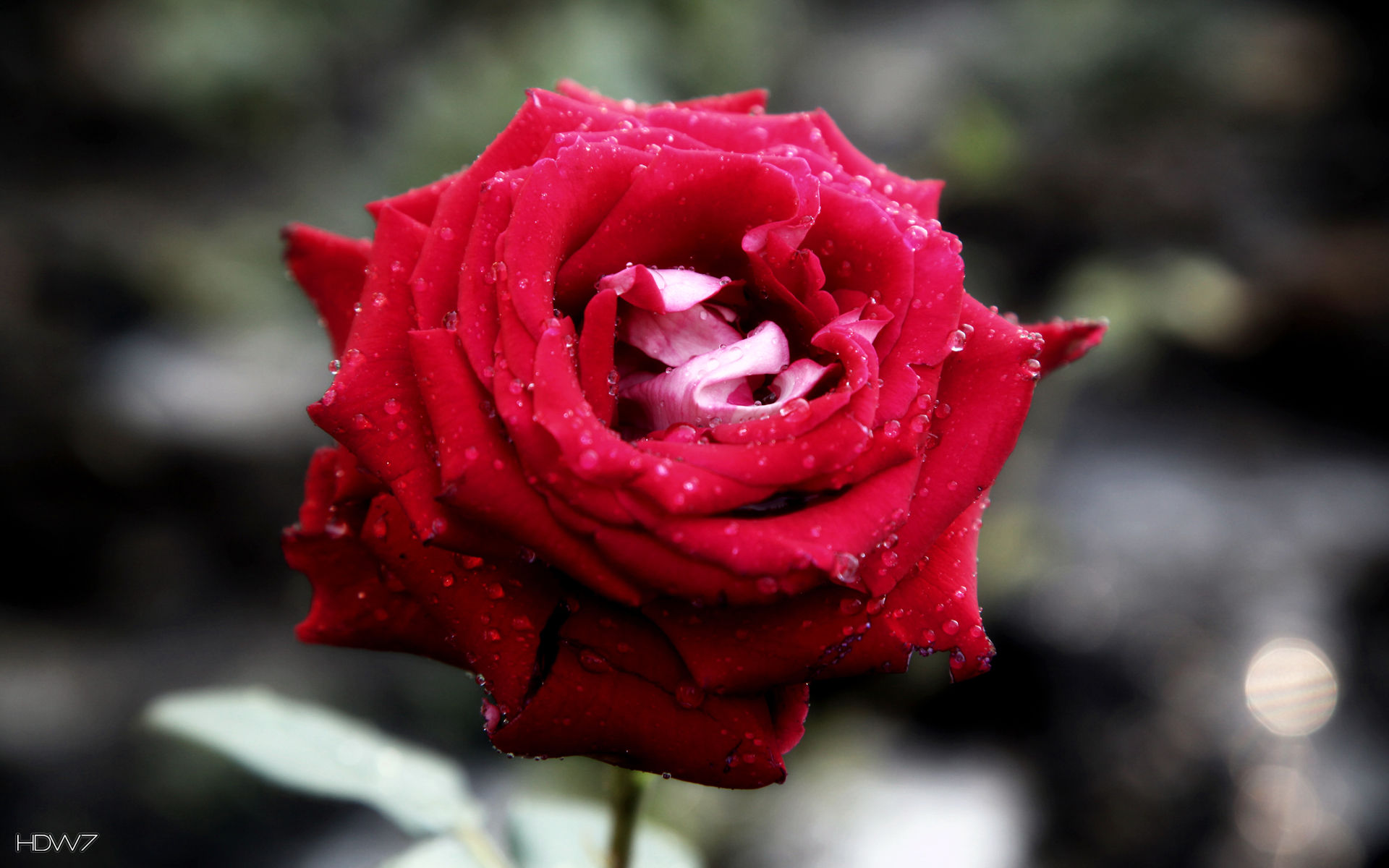 Big Red Rose Wallpaper Floribunda 1920x1200 Wallpaper teahub.io