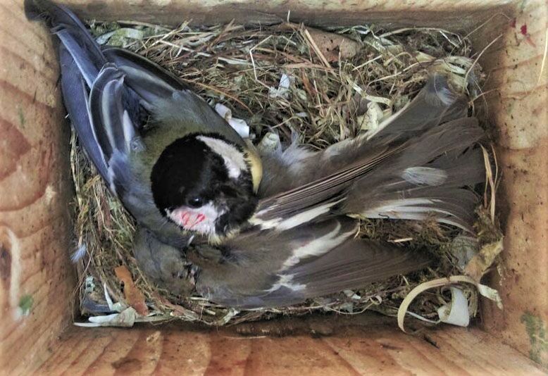 Great Tit Flycatcher - Pied Flycatcher Vs Great Tits - HD Wallpaper 