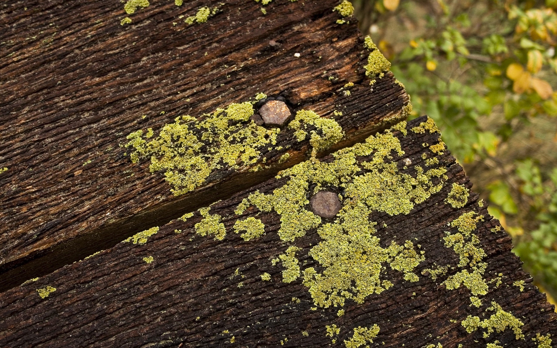 Wallpaper Floor, Wood, Moss, Green, Brown - Wallpaper - HD Wallpaper 