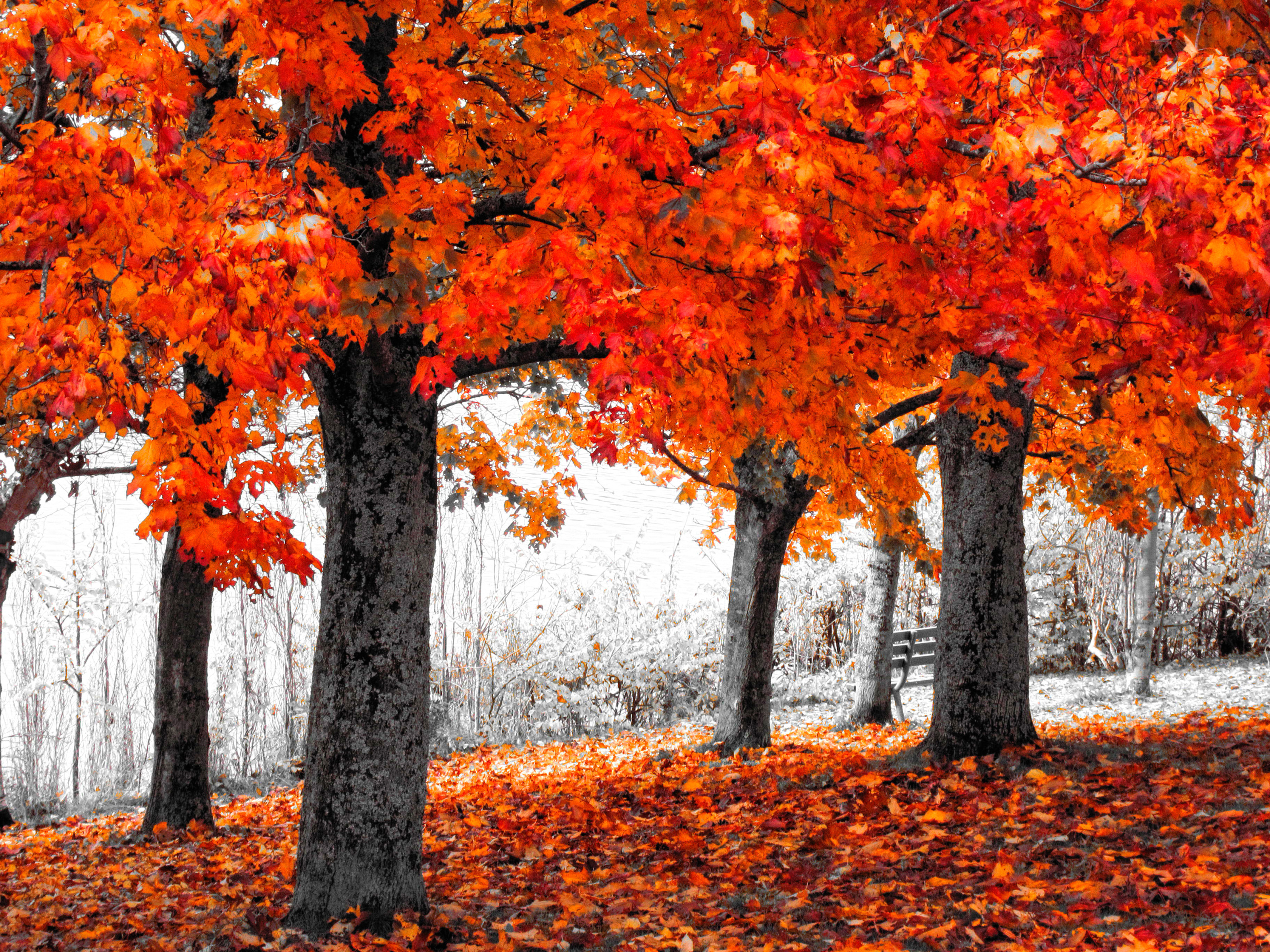 Orange Wallpaper B&q - HD Wallpaper 