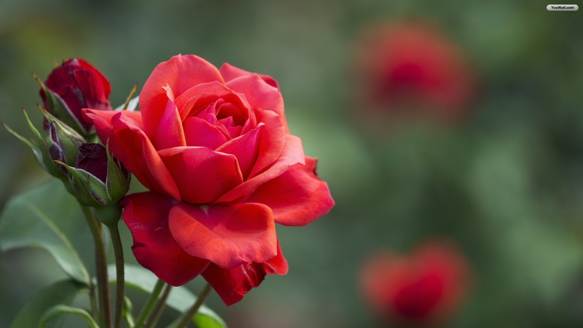 Rose Background Wallpapers - Rose Flower With Leaves - HD Wallpaper 