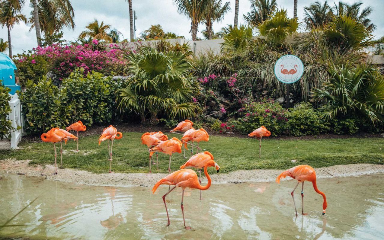 Grand Hyatt Baha Bahamas - HD Wallpaper 