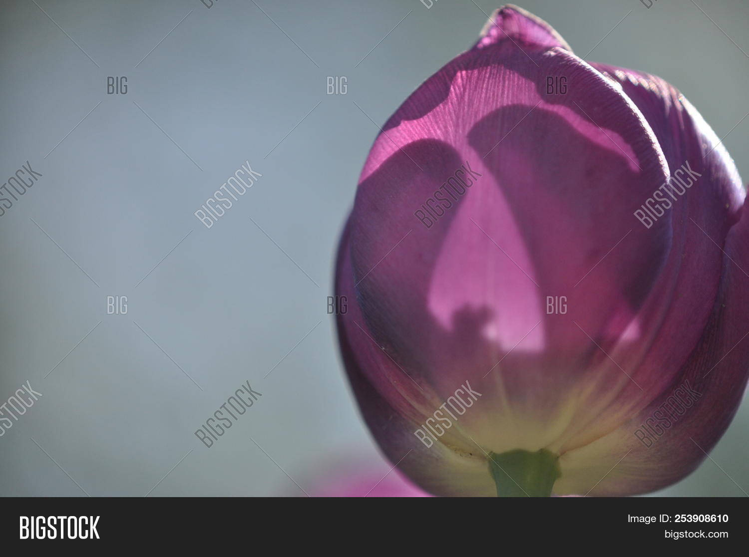Photograph - HD Wallpaper 