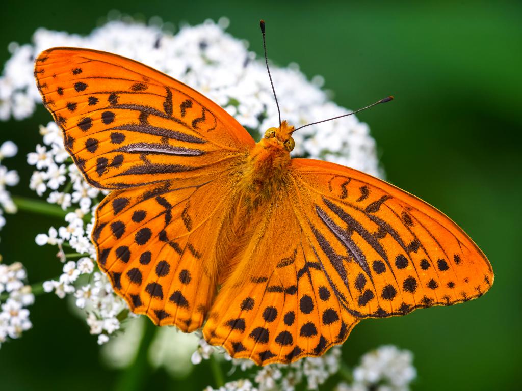 Silver-washed Fritillary - Adam Gor - Fritillary Butterflies Uk - HD Wallpaper 