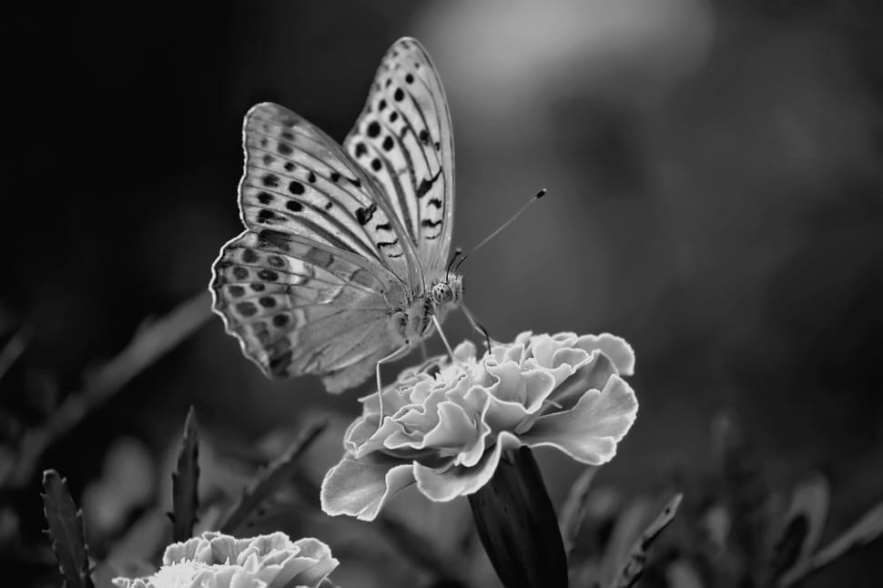 Grey Scale Photography Of Butterfly On Flower Preview - Flowers With Good Morning - HD Wallpaper 