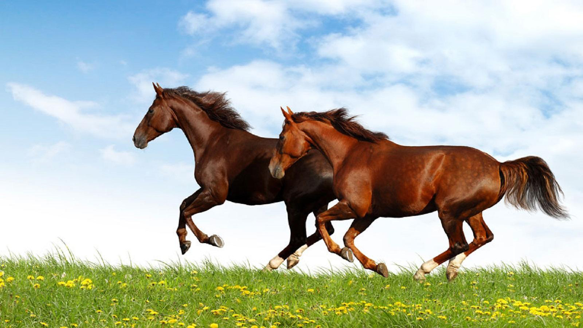 Horses Galloping - HD Wallpaper 