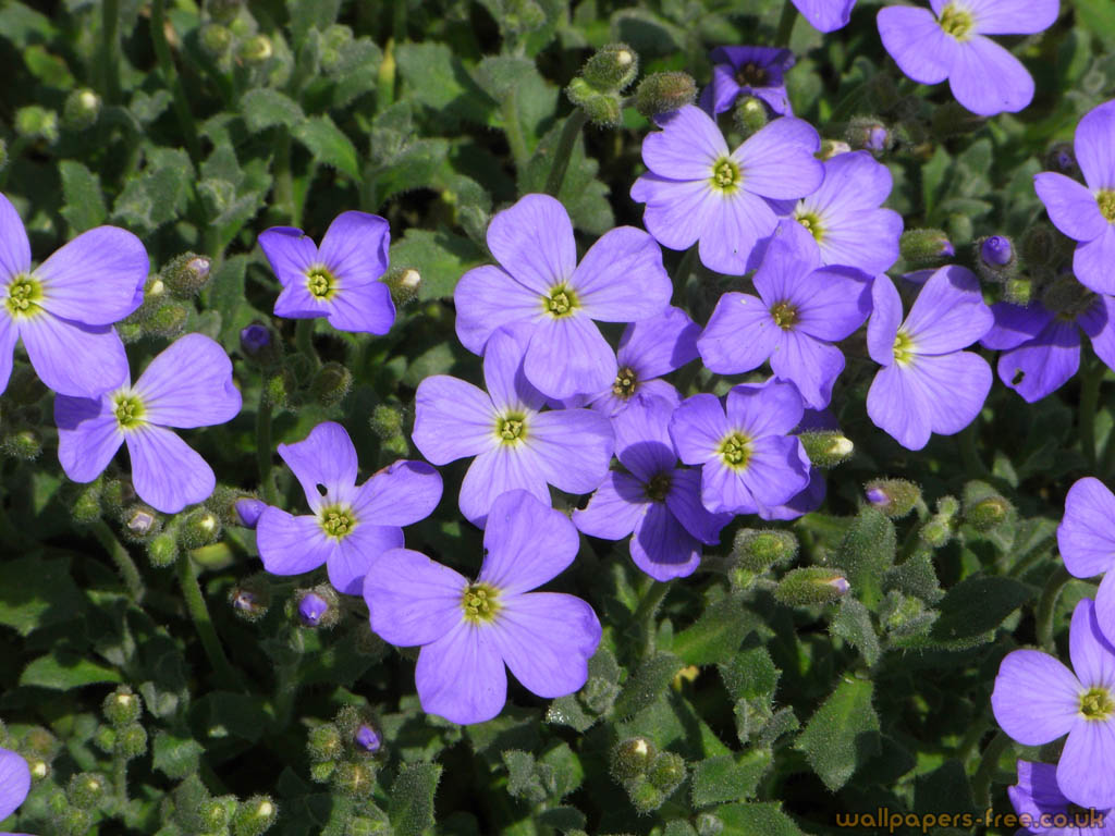Purple Flowers - Aubretia - HD Wallpaper 