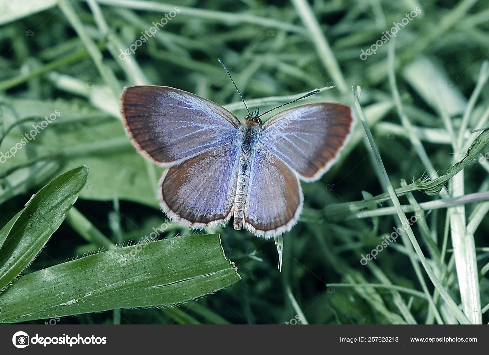 Silver-studded Blue - HD Wallpaper 