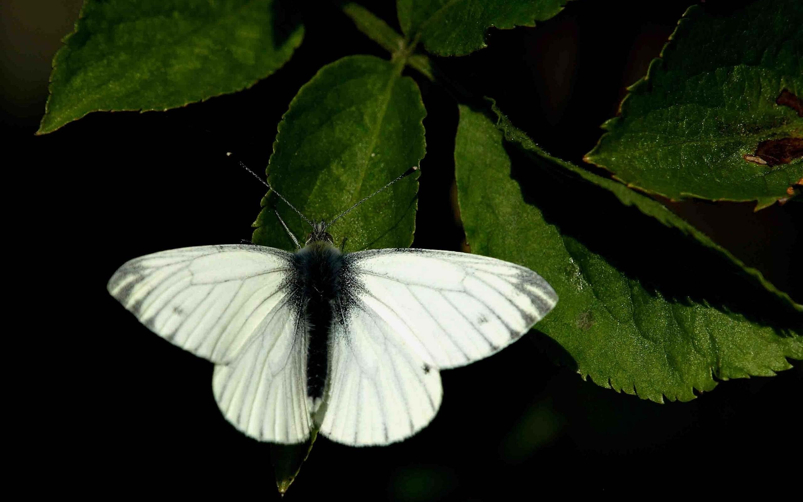 Butterfly - HD Wallpaper 