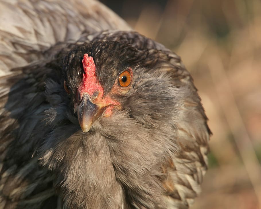 Chicken, Hen, Stare, Easter Egger, Range, Beak, Pea - Pea Comb Hen Olive Egger - HD Wallpaper 