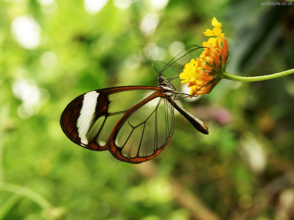 Greta Oto Butterfly (5469322851) - Glasswing Butterfly - HD Wallpaper 