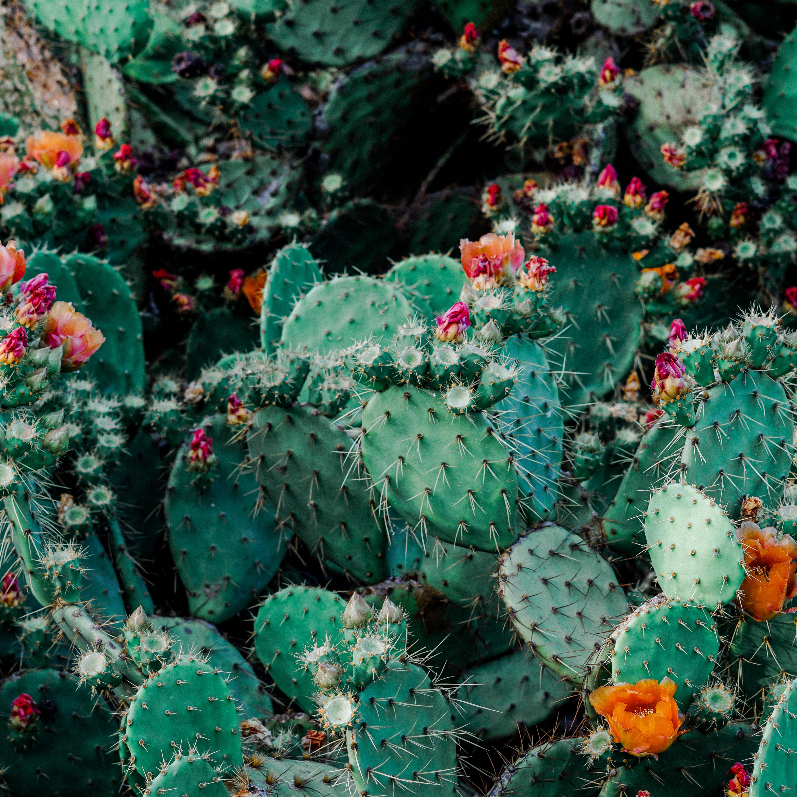 Wallpaper Cacti, Cactus, Succulents, Thorns, Flowering - Cactus Wallpaper For Ipad - HD Wallpaper 