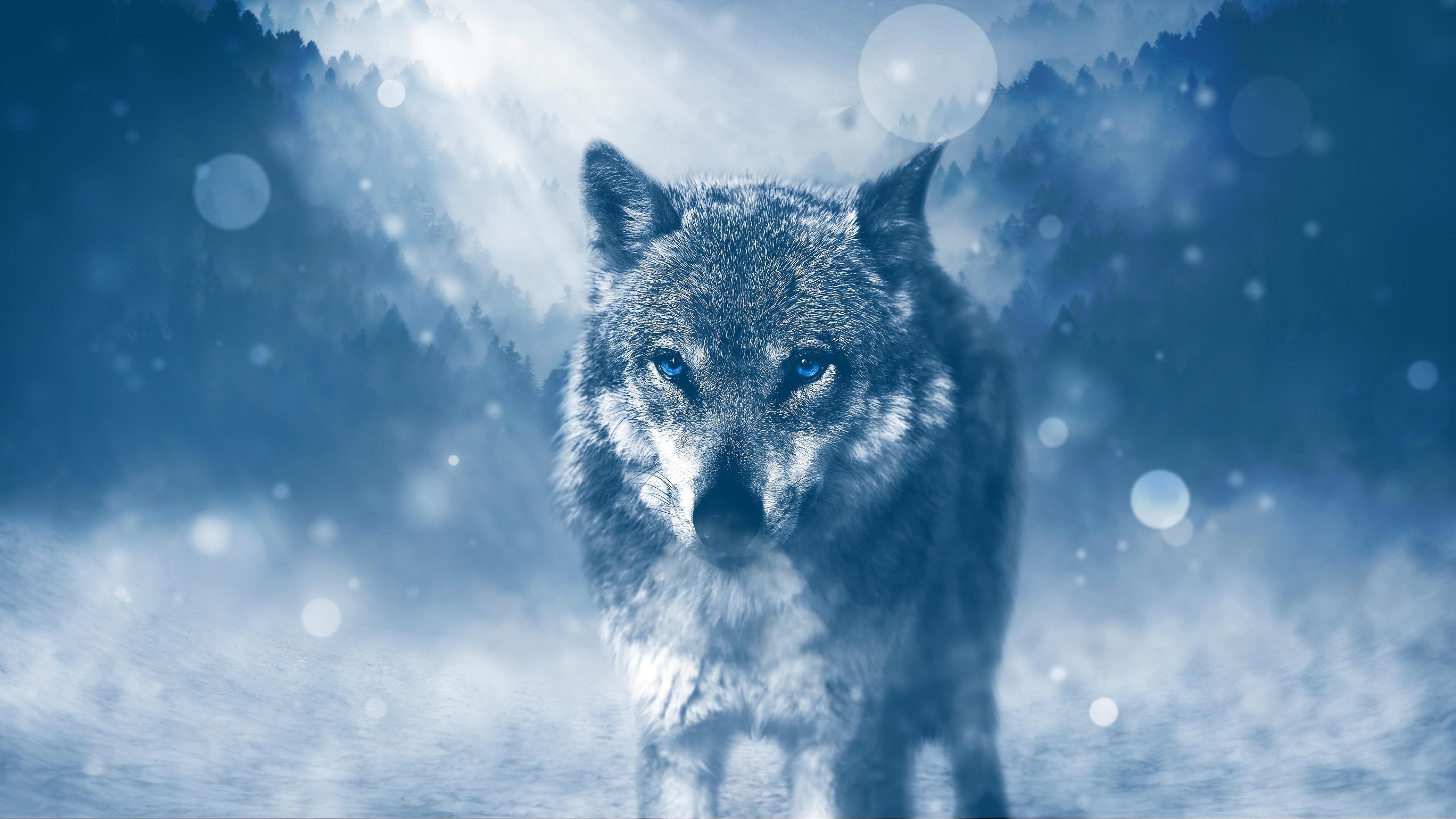 5k Hd Wallpapers - Wolf Background - HD Wallpaper 