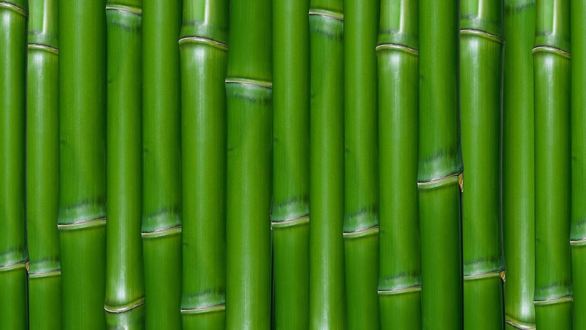 Bamboo Green - HD Wallpaper 