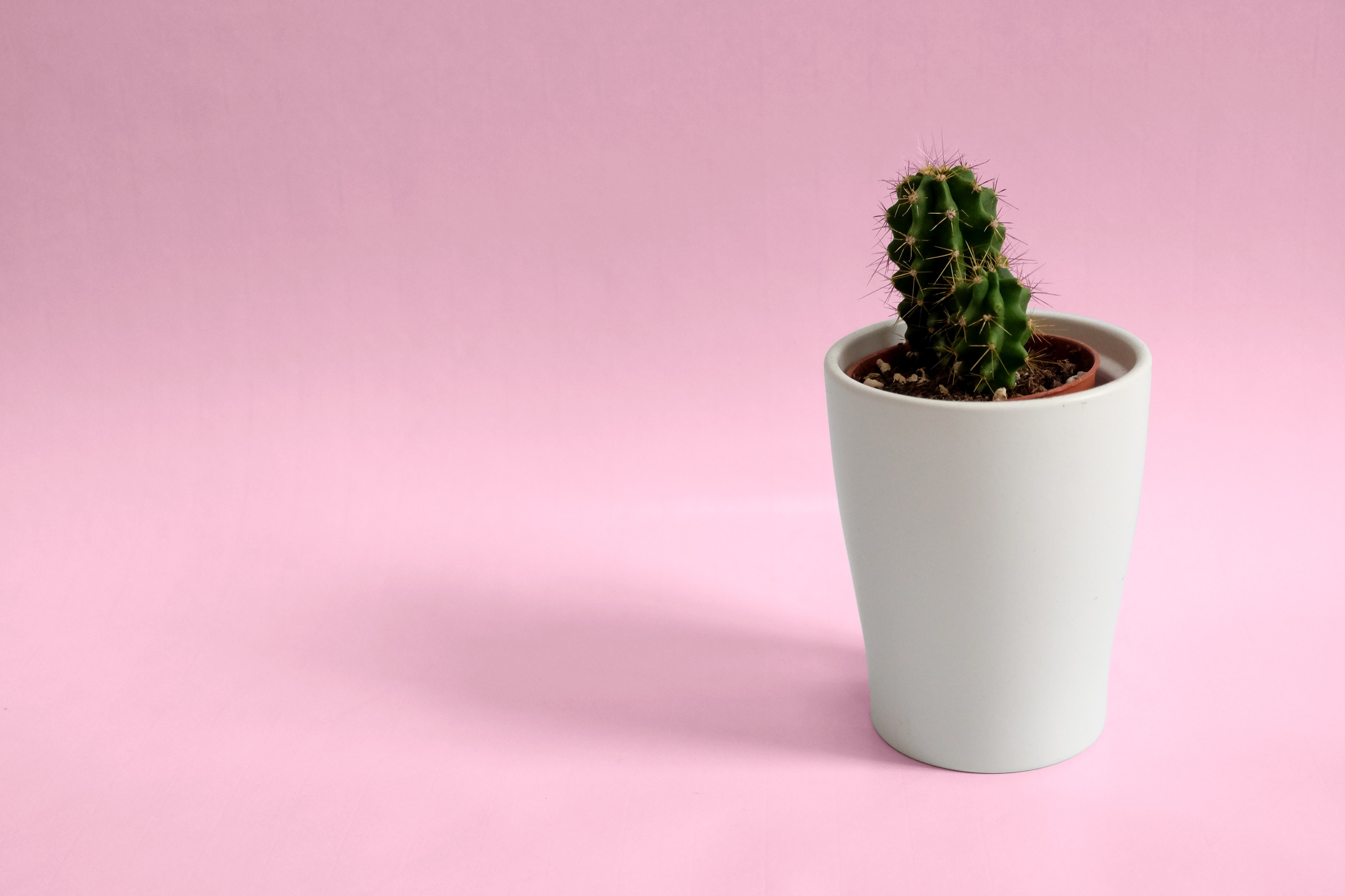 Minimalist Desktop Background Cactus - HD Wallpaper 