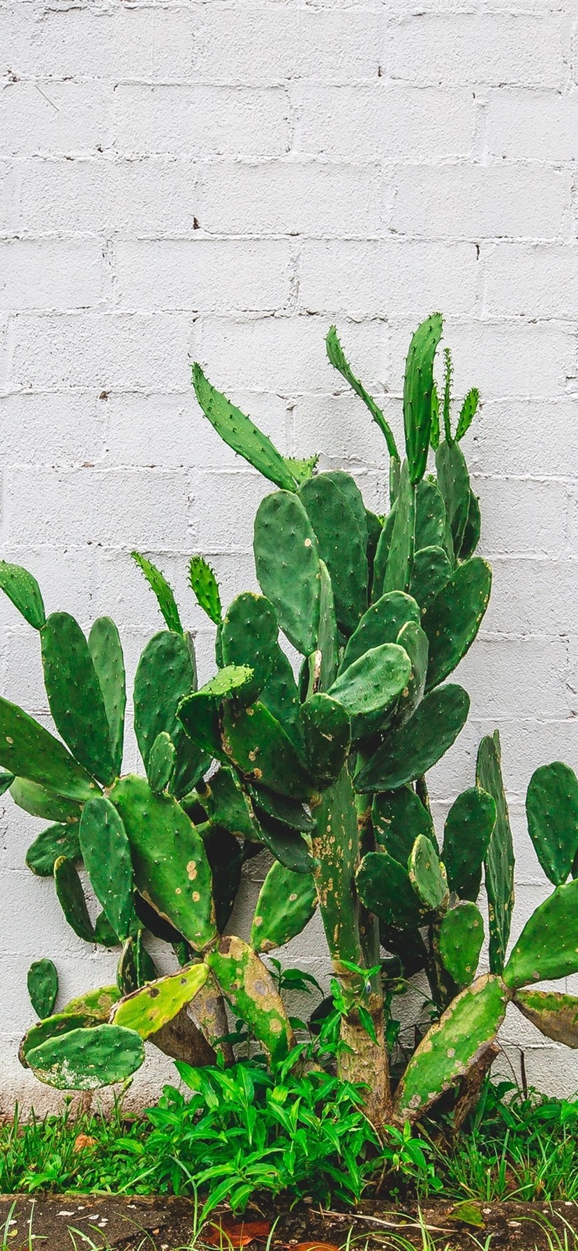 Cactus - HD Wallpaper 