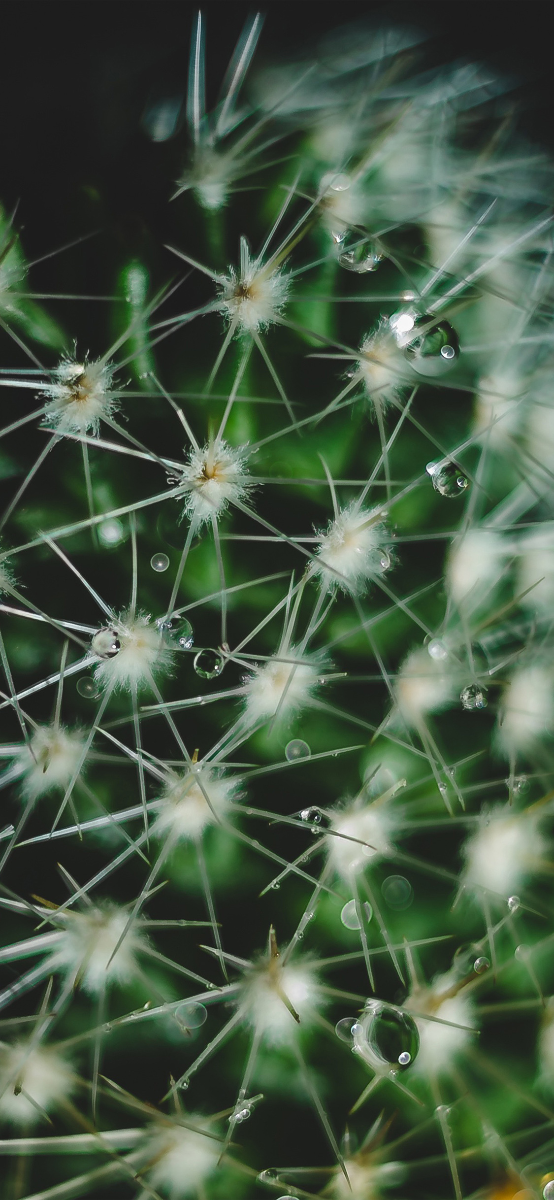 Cactus Wallpaper Iphone X Max - HD Wallpaper 