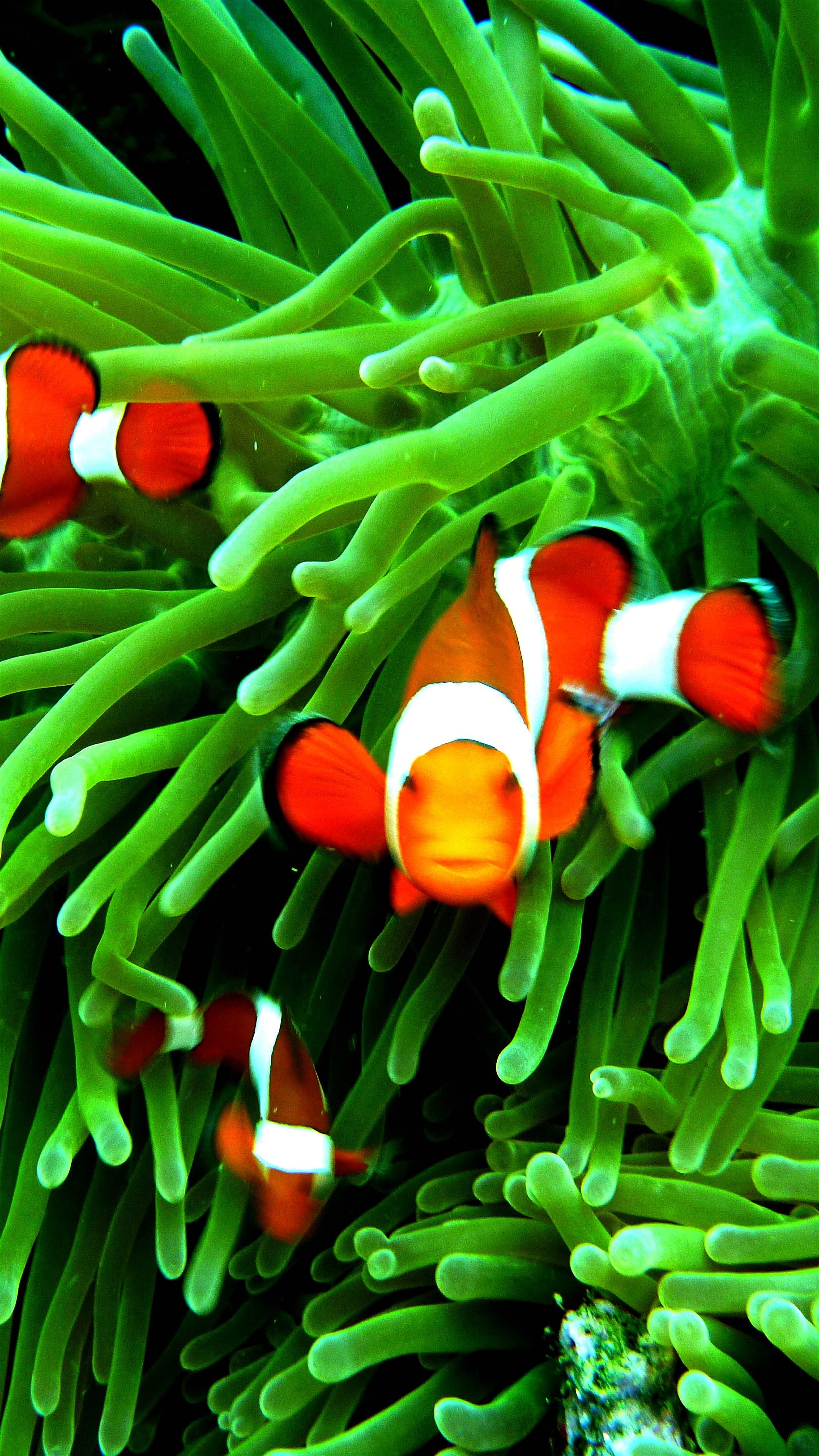 Clown Fish Wallpaper Hd - HD Wallpaper 