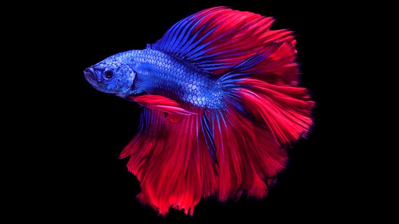 Hologram Wallpaper 3d After Effects Iron Man 3d Hologram - Betta Fish Blue Red - HD Wallpaper 