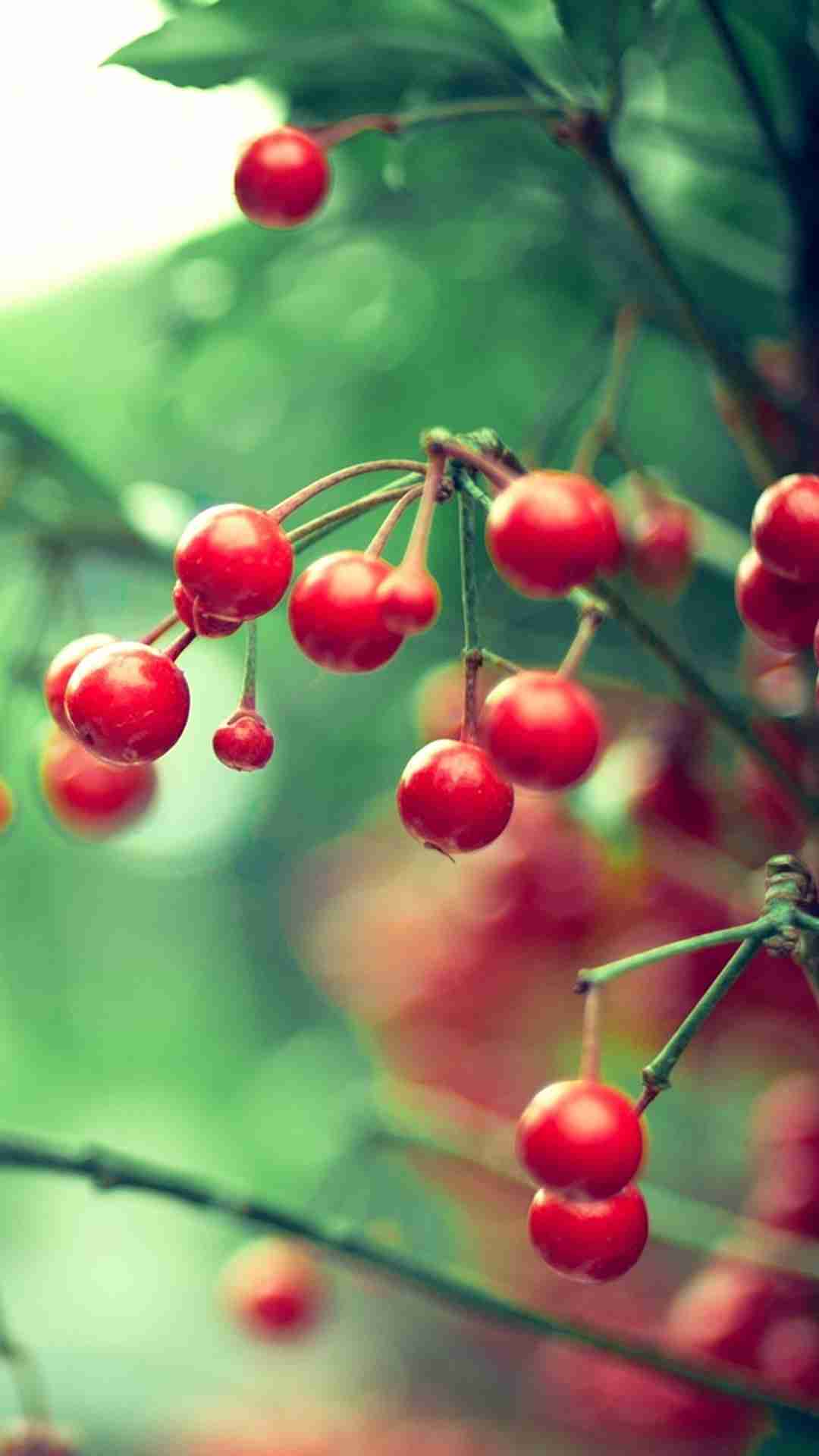 Top & Free Samsung Galaxy Grand Wallpapers And Other - Berries Wallpaper For Iphone - HD Wallpaper 