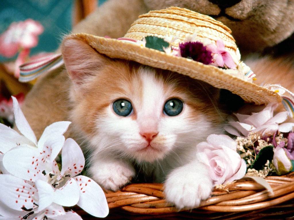 Cute Cat Wallpapers - Cute Pic Of Cat - HD Wallpaper 