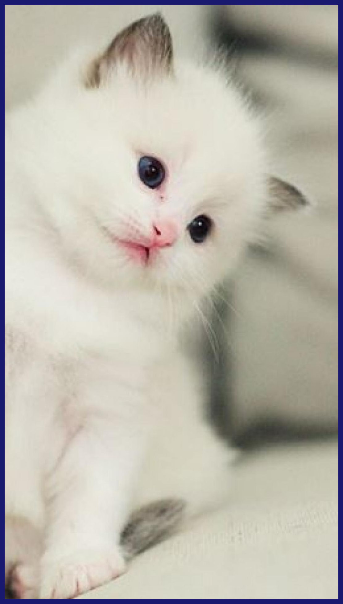 1110x1950, Kitten Wallpaper Beautiful Kitten Wallpaper - Cute Kitten Wallpaper Cute Cats - HD Wallpaper 