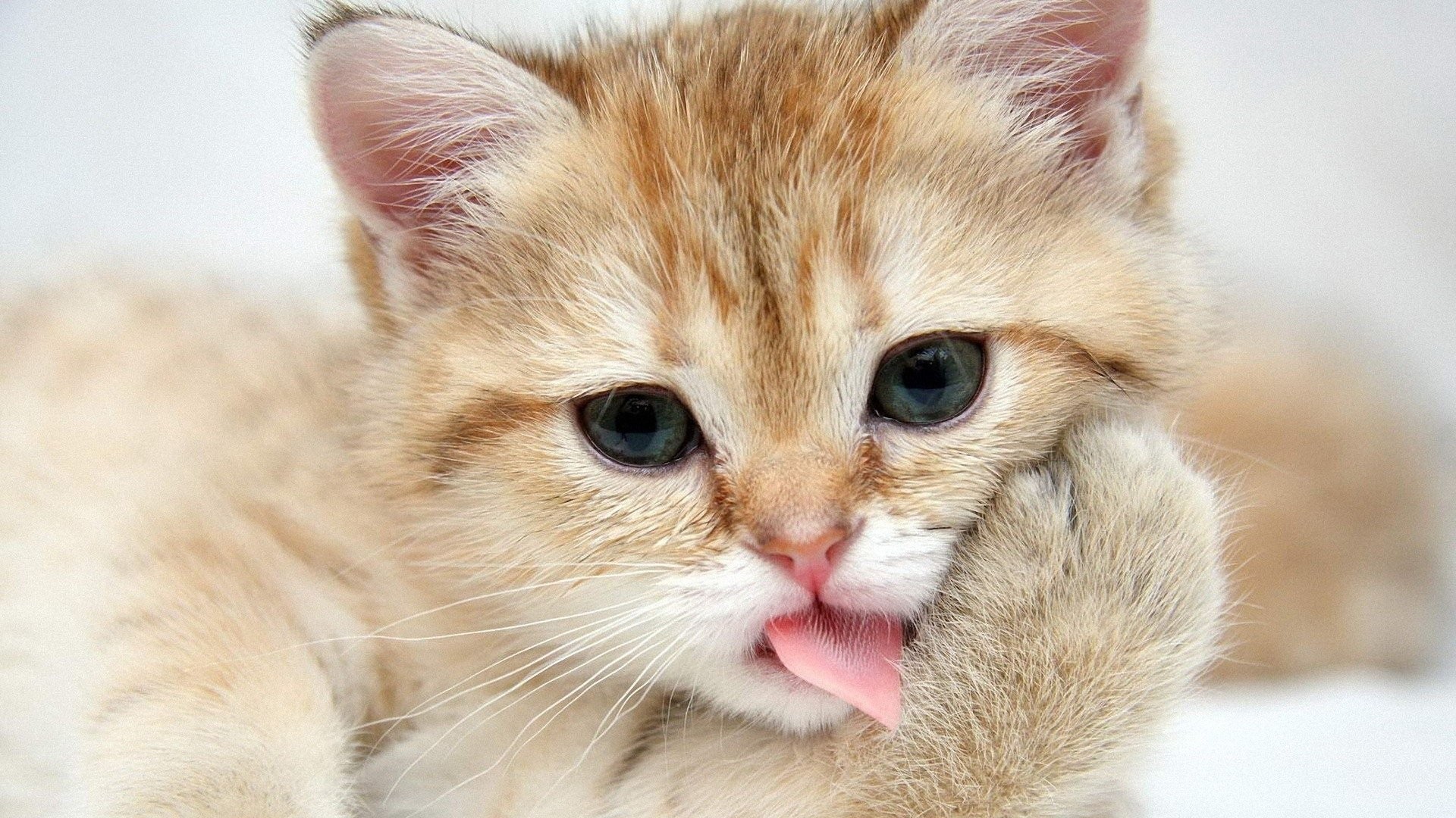 1920x1080, Cat Cute Animal Kitty Wallpapers Hd - Cute Cat Wallpapers Hd