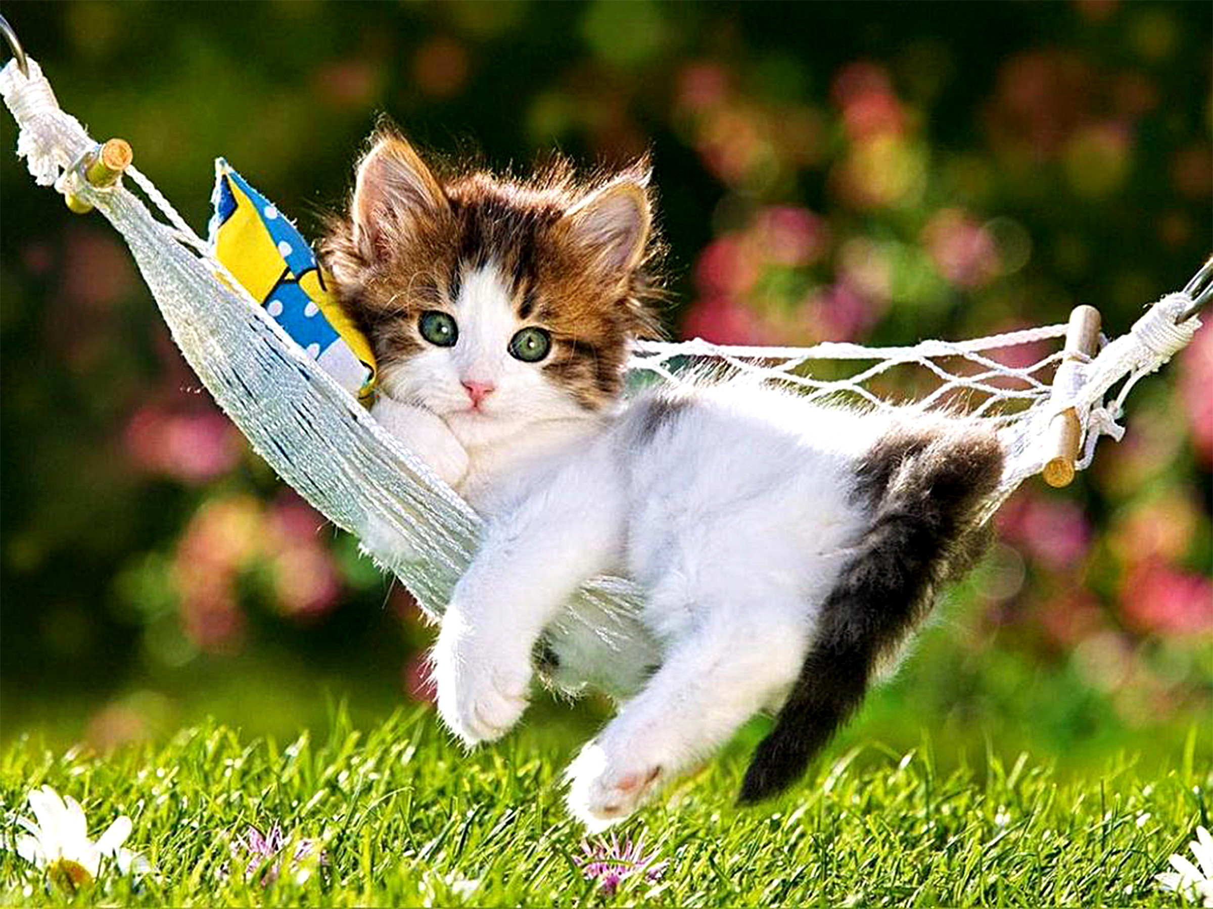 2400x1800, Animal - HD Wallpaper 