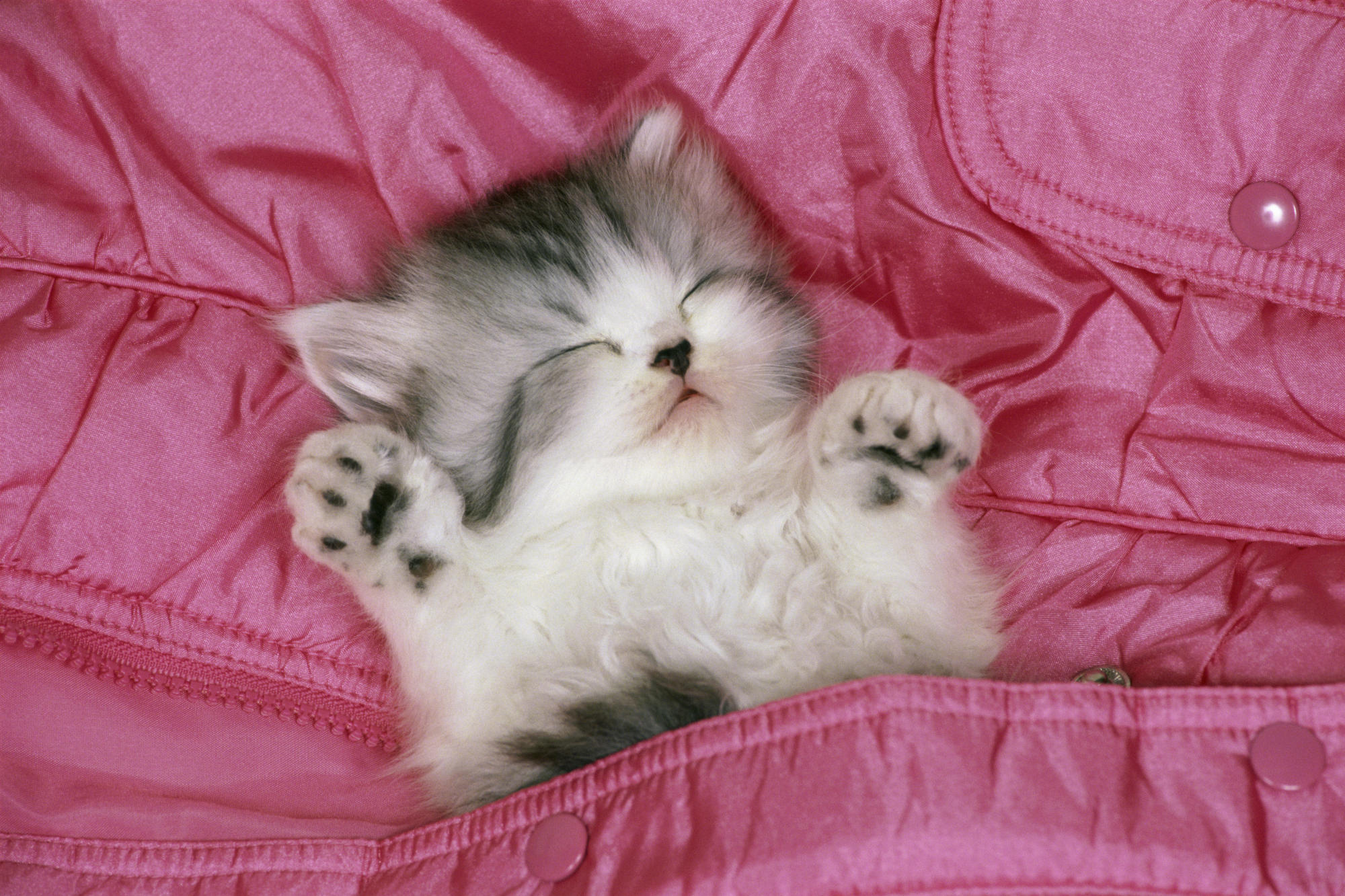 Cute Cat In Blanket - HD Wallpaper 
