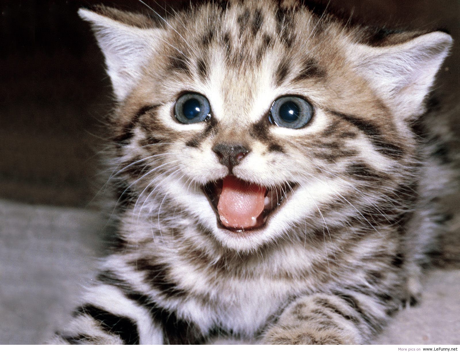 Happy Kitten - HD Wallpaper 
