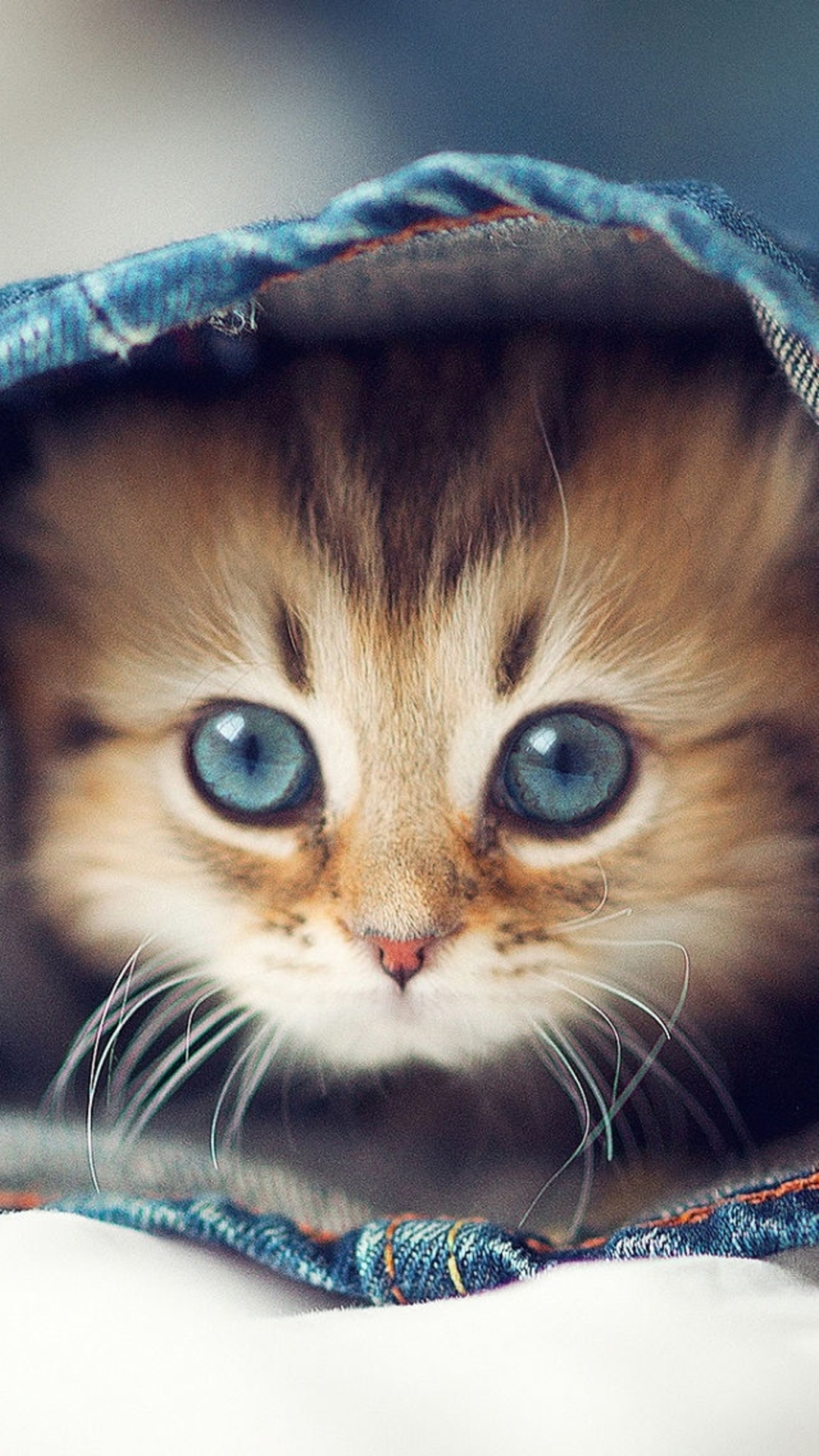 Iphone 6 Cat Wallpaper Hd - 1080x1920 Wallpaper Iphone 6 Cat Wallpaper Hd - 1080x1920 Wallpaper