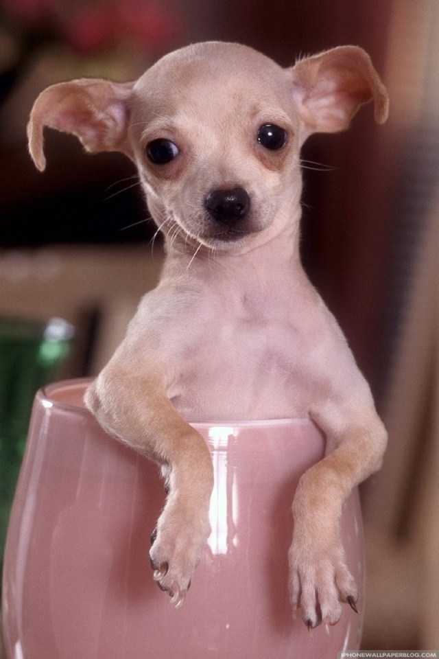 Rock And Roll Dog Funnt - HD Wallpaper 