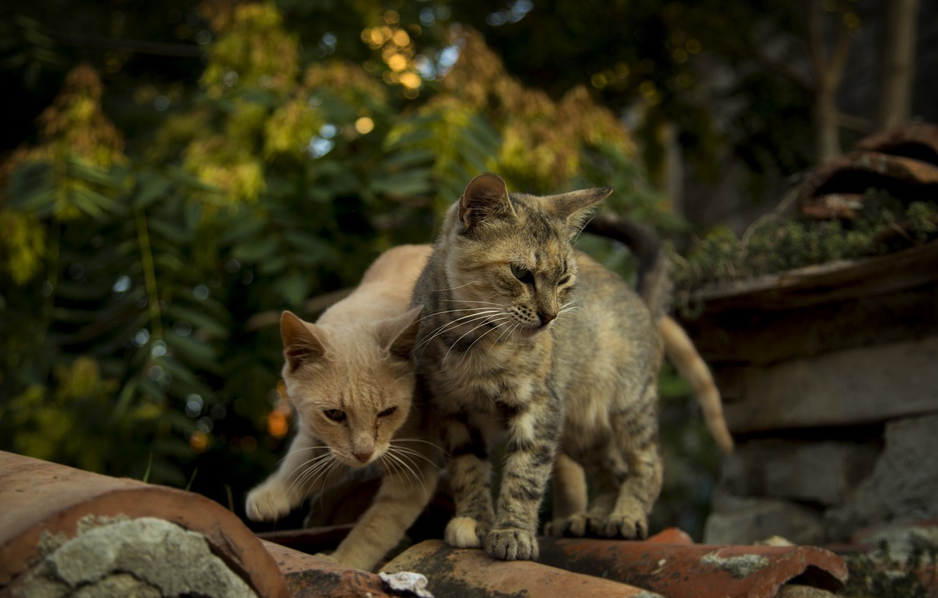 Photo Wallpaper Cats, Cats Wallpapers, Bulgaria, Nessebar, - Arabian Mau - HD Wallpaper 
