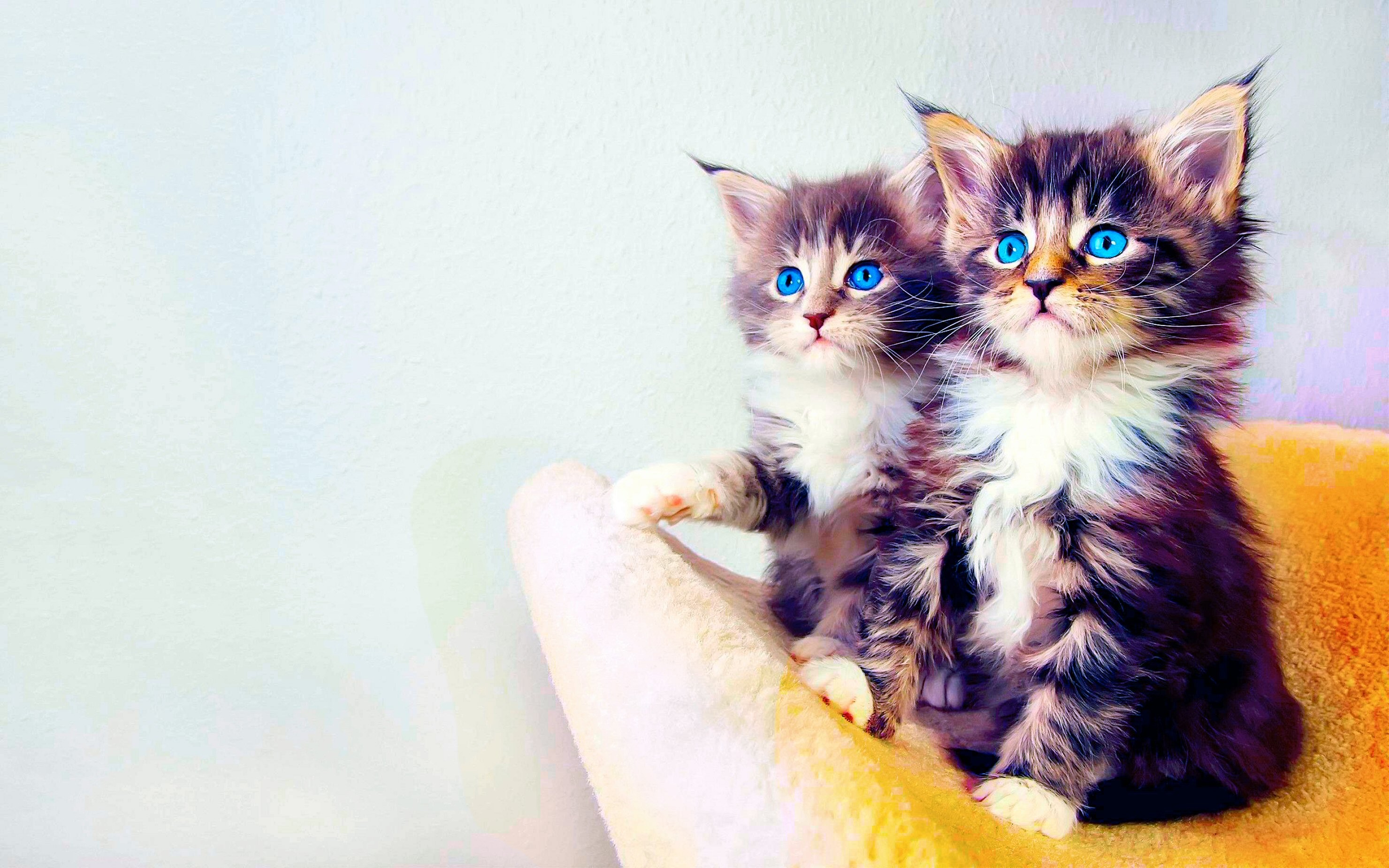 Hd Wallpaper - Cute Cat Wallpapers Hd - HD Wallpaper 