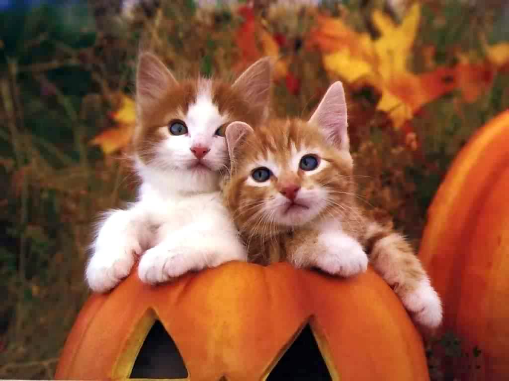 Two Cute Cats Wallpaper - Kitten In A Pumpkin - HD Wallpaper 