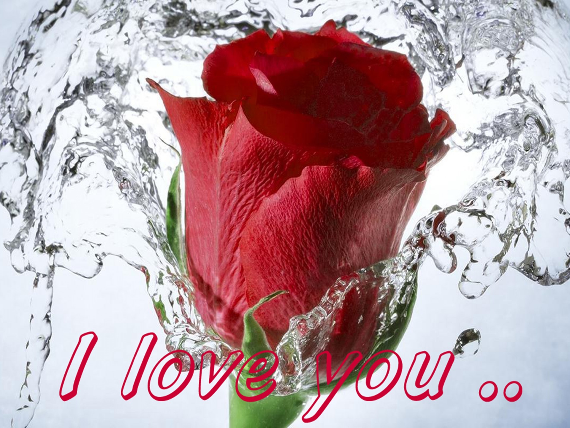 Red Rose I Love U 1920x1440 Wallpaper teahub.io
