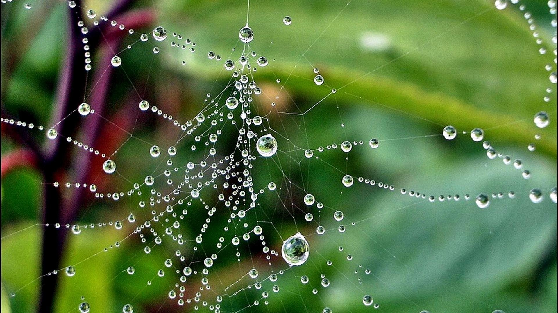 Drops Water Desktop Wallpaper Hd Full Screen Nature - Hd Wallpaper Rain Drops - HD Wallpaper 