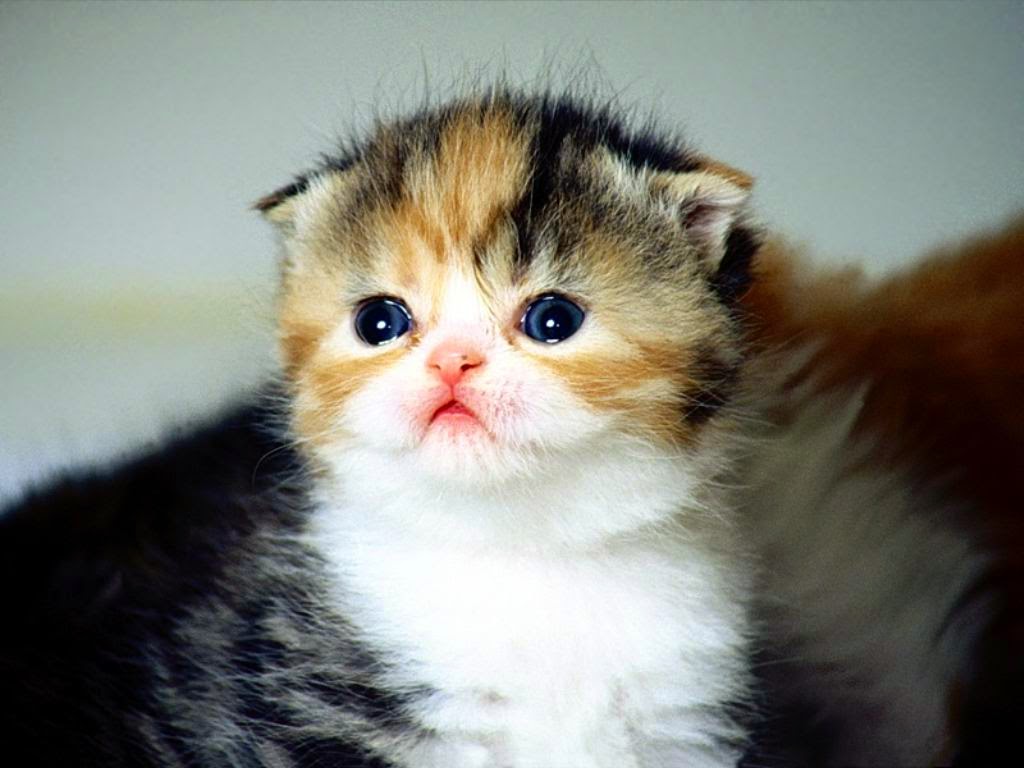 Cute Cat Wallpaper - Hd Pic Of Cute Cats - HD Wallpaper 
