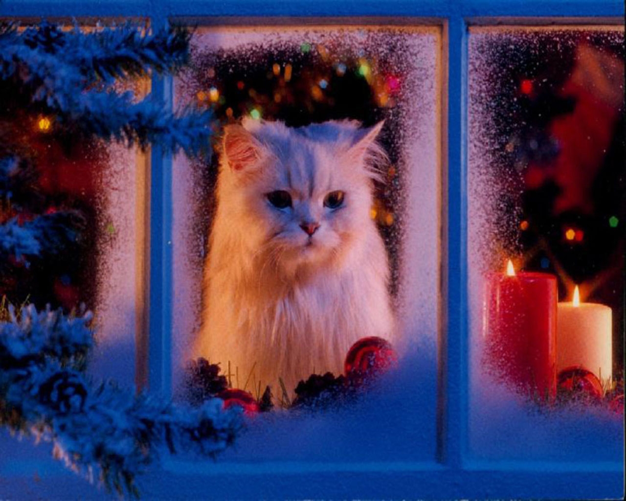 Cat Waiting For Santa - HD Wallpaper 