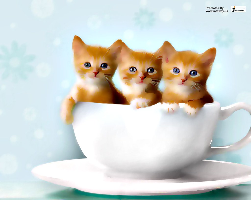 Cute Kitties - HD Wallpaper 
