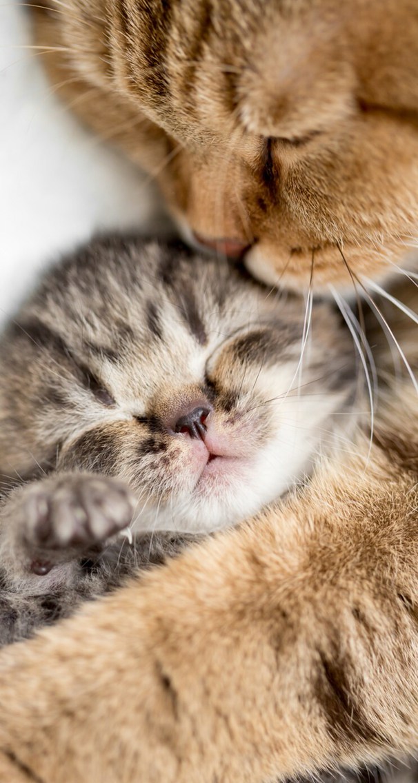 Good Night My Kitten - HD Wallpaper 