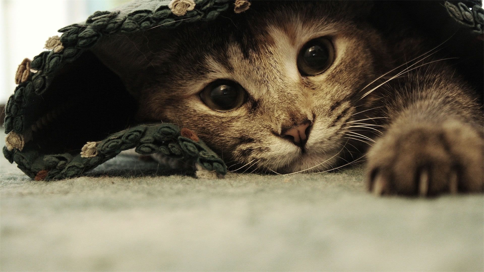 Funny Cat Images In Hd For Desktop And Mobile 
 Data-src - Cat Wallpaper 1080p - HD Wallpaper 