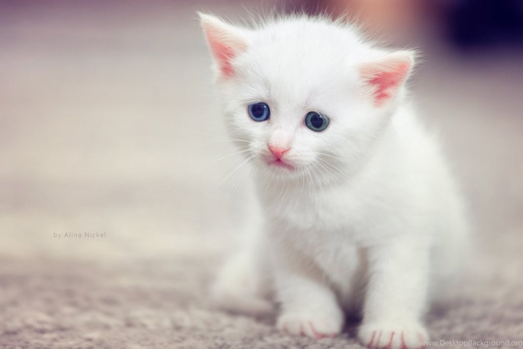 Awesome Cute Cat Hd Wallpapers Cute White Cat Wallpapers - Cute Sad White Cat - HD Wallpaper 