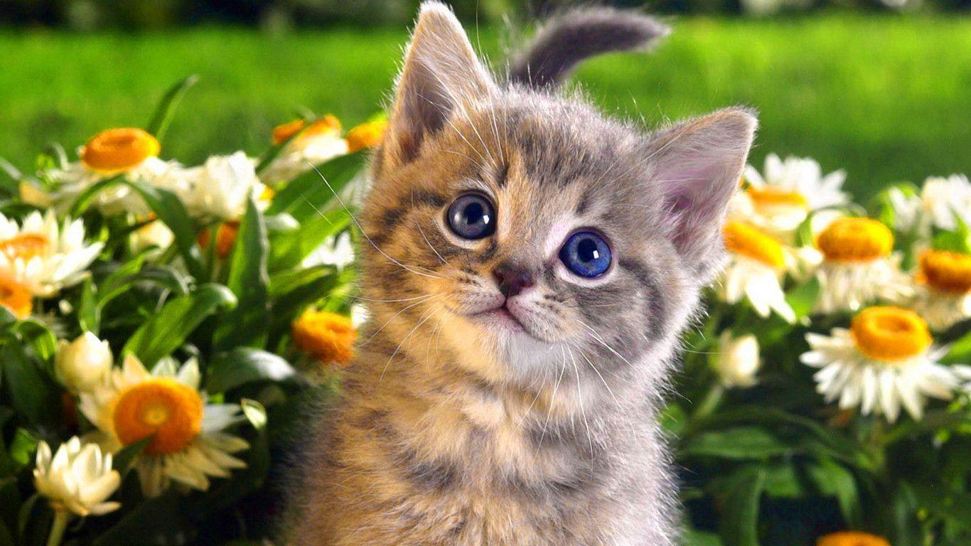 New Cats Wallpapers Download 79 Cute Cat Pics & Hd - Cute Cats Wallpaper Free Download - HD Wallpaper 