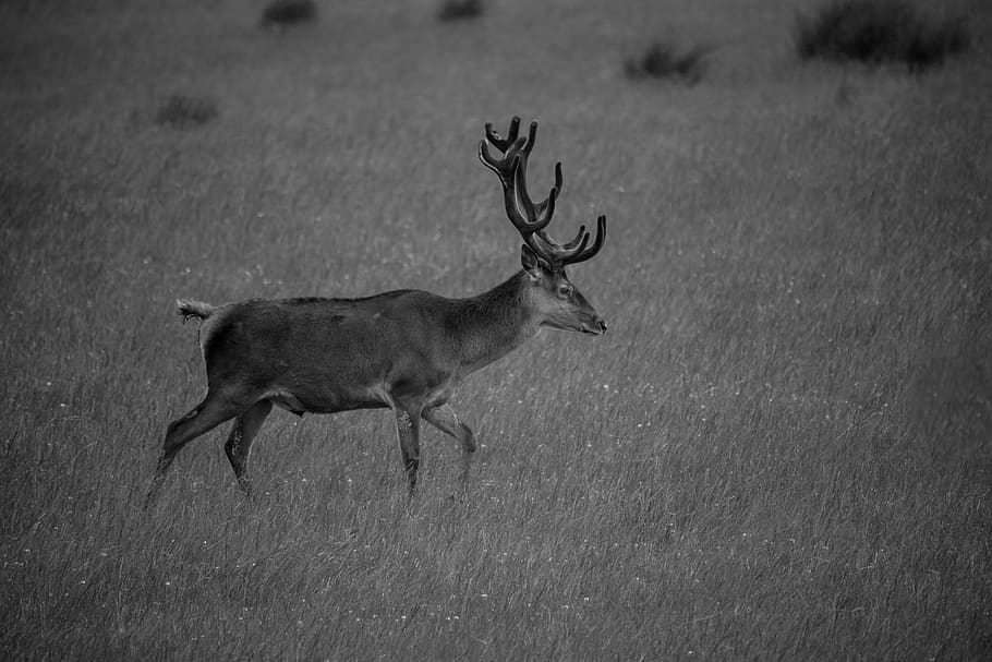 Stag, Red, Deer, Animal, Forest, Nature, Wildlife, - Deer Grayscale - HD Wallpaper 