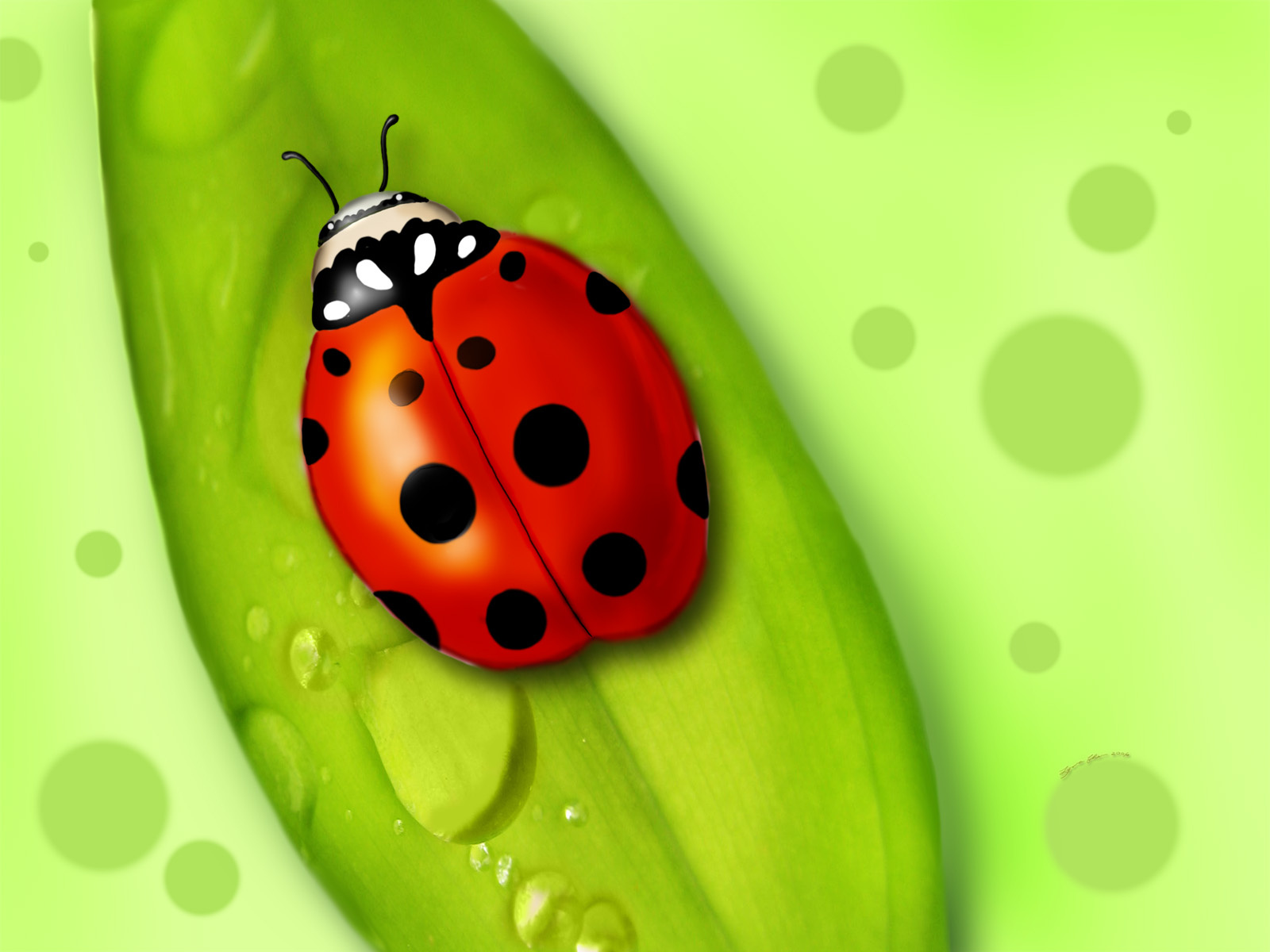 High Resolution Ladybug Hd - HD Wallpaper 