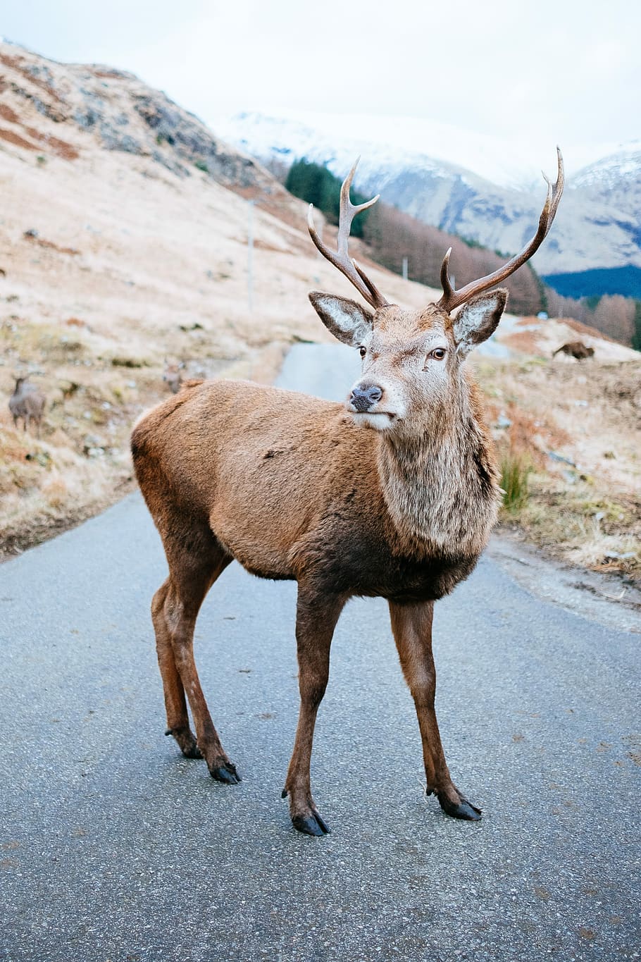 Brown Deer Near Brown Hill At Daytime, Photo Of Buck - Deer Facing You Shot - HD Wallpaper 